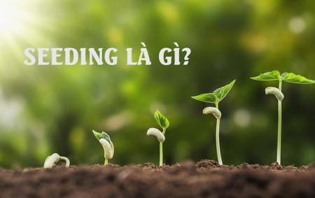 Seeding là gì? Lợi ích của seeding marketing.
